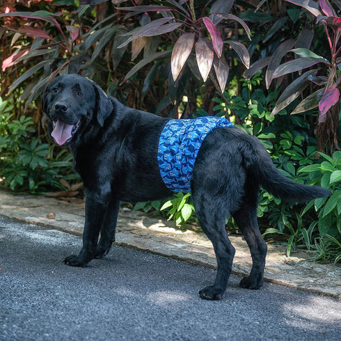 DM07XL CuteBone Dog Belly Bands for Male Dogs Wraps Washable Doggie Diapers