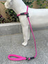 Slip Lead Dog Leash - Strong Nylon Rope Anti-Choking, Anti-Pull Outdoor Training Lead for Small Medium Large Dogs