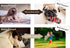 Eco-Friendly Durable Squeaky Dog & Puppy Chew Toy for Training, Teething, and Exercise (T-Bone)