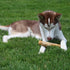 SPOT Coffee Wood Dog Chew Toy - 100% Natural Non-Splintering Wood for Aggressive Chewers, Durable for Medium Dogs and