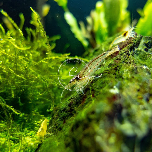 Swimming 10 Creatures Amano Premium High-Grade Caridina Freshwater Aquarium Shrimp Live