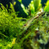 Swimming 10 Creatures Amano Premium High-Grade Caridina Freshwater Aquarium Shrimp Live