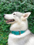 Tuff Pupper Classic Heavy Duty Dog Collar | 10x Stronger Than Leather, 100% Waterproof & Odor Proof