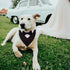 ADOGGYGO Formal Dog Tuxedo Wedding Bandana Collar with Bow Tie, Adjustable Dog Bowtie Collar for Small Medium Large