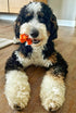 Tough Pup Puck Dog Toy for Aggressive Chewers, Long Lasting Chew Toys, Stuffable Center with Treats, Easy to Clean