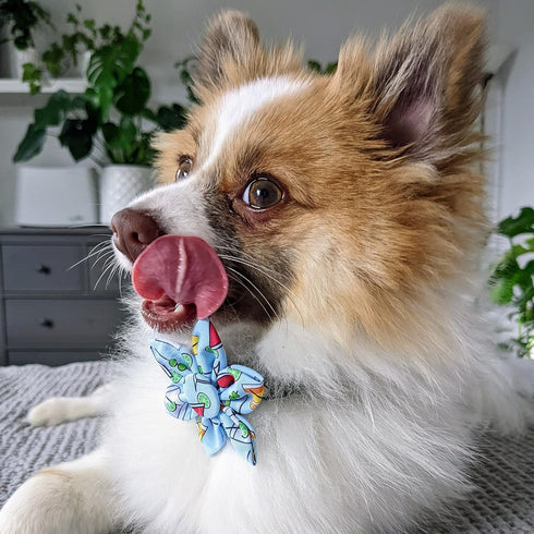 Huxley & Kent Pet Pinwheel | Cocktail Party (Small) | Velcro Collar Accessory for Dogs/Cats, Cute and Comfortable