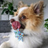 Huxley & Kent Pet Pinwheel | Cocktail Party (Small) | Velcro Collar Accessory for Dogs/Cats, Cute and Comfortable