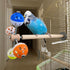 PERSONALIZED Perch Toy with Rotating Balls for Birds, Budgies, Budgerigars, Parakeets, Parrots, Cockatiels, Parrotlets