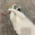 SPOT 3" 10-Pack Colorful Springs Cat Toys Bouncy Coils for Indoor Cats & Kittens to Swat, Chase & Bite, Safe