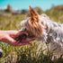 900+ Pupford Freeze Dried Training Treats for Dogs & Puppies, Limited Ingredient Bites (Meat Bundle)
