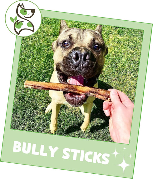 Nature Gnaws Bully Sticks for Dogs 5-6" (8oz) - Long Lasting Natural Beef Chew Bones for Large Dogs
