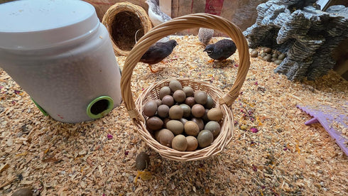 Generic 24ct + Extras Rare Exotic Colors Button Quail Hatching Eggs
