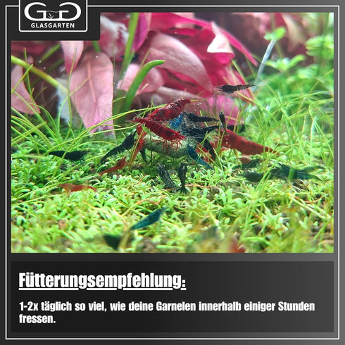 GlasGarten 2 (70g) Shrimp Dinner Pads