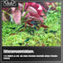 GlasGarten 2 (70g) Shrimp Dinner Pads