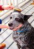 Double Sided Dog Brush - for Long or Short Haired Dogs and Cats Natural Bamboo Eco Friendly Pet Grooming Dual Sided Pin and Bristles for Deshedding Hair