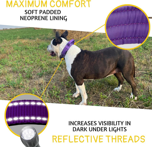 Heavy-Duty Dog Collar with Handle by ADITYNA, Reflective Purple for Large Dogs, Wide, Thick, Tactical, Soft Padded
