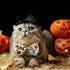 2 Pack Halloween Dog Collar with Bowtie - Holiday Jack-O-Lantern and Pumpkin Collar for Small Medium Large Dogs