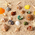 16PCS Medium Small Hermit Crab Shells, Sea Conch Size 1.1" - 2.4" for Natural Hermit Crab Supplies