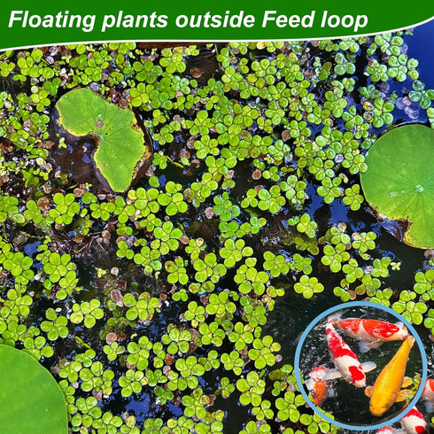 5pcs Aquarium Floating Plant Rings, Foam Round Fish Feeding Rings to Keep Floating Plants in Place (Blue)