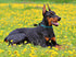 Braided Rope Training Dog Collar, Round Martingale Collar with Adjustable Stopper for Extra Large Dogs (XL(1/2") - 24"