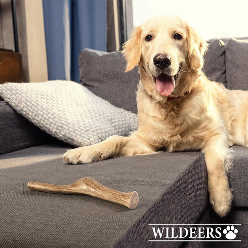 Wildeers Elk Antlers for Dogs - Medium, 3-Pack, Naturally Shed, Grade A, 5-7 inch, Long Lasting Chews for Aggressive