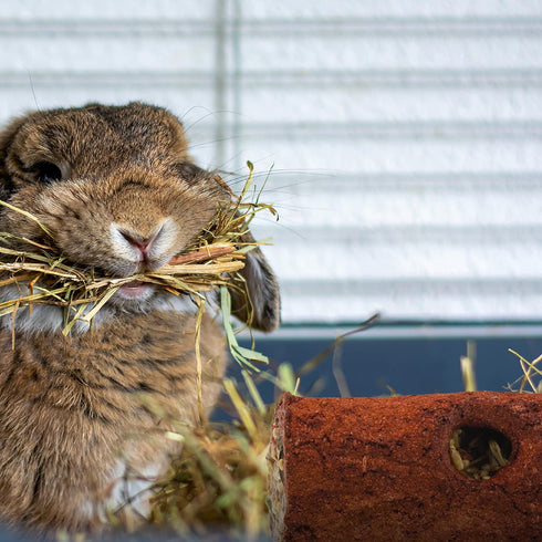 Wild Harvest Stuffed Logz - 1 Count Edible Treat for Rabbits, Guinea Pigs, and Chinchillas, Peanut Butter Flavor