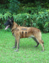 Tactical Dog Harness - PETNANNY Service Dog Vest for Large Breed, MOLLE Vest with Handle for Walking, Hiking, Training