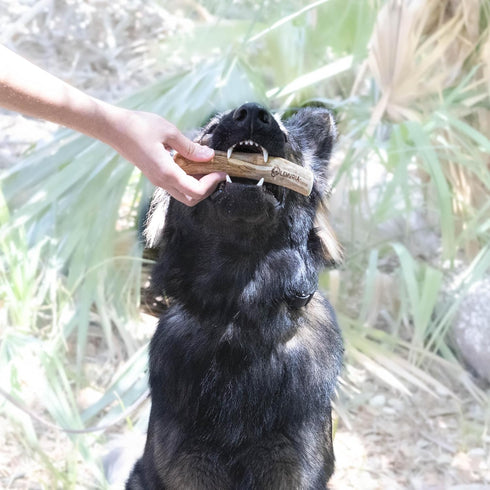 lemuria Set of 3 Coffee Wood Dog Chew Stick Toy - Natural Durable Chews for Large Dogs, Safe Dental Cleaning