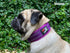 Tuff Pupper Ultra Comfort Padded Dog Collar | Thick Neoprene Padding | Waterproof Collar with Reflective Stitching