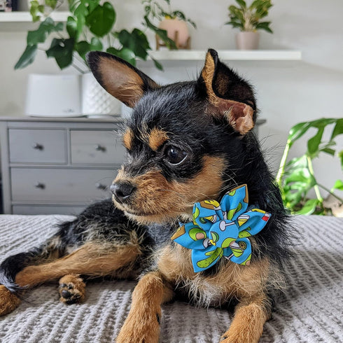 Huxley & Kent Pet Pinwheel | Cinco Fiesta (Small) | Velcro Collar Accessory for Dogs/Cats | Cute Comfortable Pet