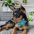 Huxley & Kent Pet Pinwheel | Cinco Fiesta (Small) | Velcro Collar Accessory for Dogs/Cats | Cute Comfortable Pet