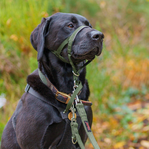 HALTI Headcollar for Large Dogs - Adjustable, Reflective, Lightweight with Padded Nose Band to Stop Pulling on Leash