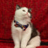 Breakaway Cat Collar with Bell and Detachable Bowtie, Adjustable Safety Kitten Puppy 2pcs Navy Blue & Red
