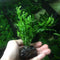 Anubias, Java Fern, Moss and more! Freshwater Live Aquarium Plants on Driftwood