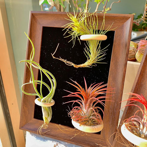 Generic 8 Tillandsia Air Plant Trio Kit: Caput-Medusae, Ionantha v.Stricta, Funckiana, Frame with Magnetic Holders