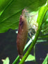 2 Aquatic Arts Small Freshwater Bamboo Shrimp (Live Singapore Flower Shrimp) | Aquarium Filter Shrimp | Safe with Tetra
