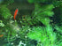 Generic 4 3 6-8 Inch Bunches of Live Hornwort Aquarium Plants, Stems Each Bunch, Length, Freshwater Submerged Plants