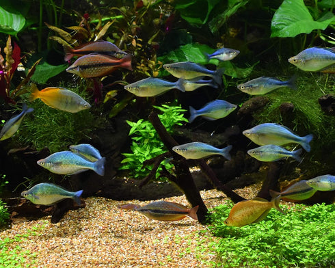 Alkaline Buffer - 300 g / 10.5 oz for Aquarium
