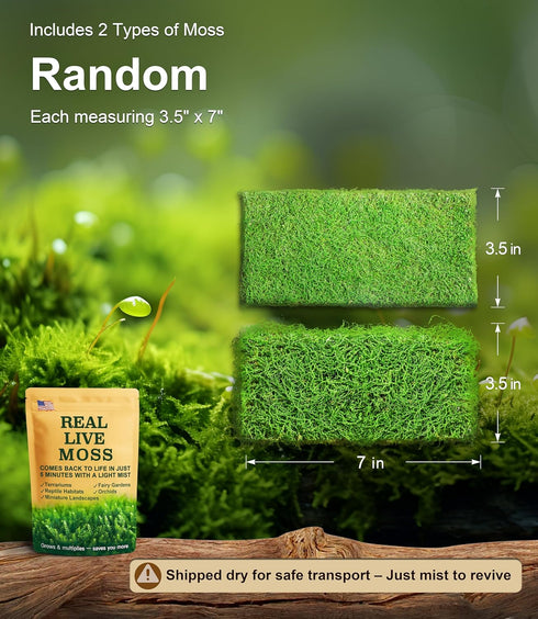 Pack 2 Live Moss Duo Types of Real Live Sheet/Sphagnum Moss for Terrariums, Terrarium Mosses Landscaping, Reptile Tank