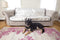 Pet Parents Pain-Free Pet Repeller Mat, Non-Electric Deterrent to Keep Pets Off Furniture