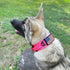 2-Inch Wide Tactical Dog Collar with Control Handle, Adjustable for Medium & Large Dogs, Military Style, USA Flag Patch