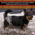 FINNERO Ballerina Dog Diaper Washable, Reusable, Leak-Proof Heat, Period & Urine Incontinence Protection Comfortable