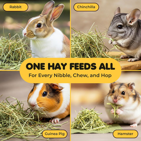 Chinchillas, 3.5 oz SunGrow Timothy Food, Ideal for Rabbits, Guinea Pigs, and High-Fiber Hay for Digestion & Oral Care