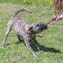Tug-E-Nuff WondaBaa Bungee Tug Toy for Dogs - Durable Interactive Training Toy in 3 Colours, Size 23 x 3 inches