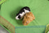 Playpen Cover/Mat for Pets by Prevue Pet Products