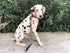 Tuff Pupper 24 Inch Short Dog Leash for Training | Perfect for Service Dog Harness & Traffic Leash Handle
