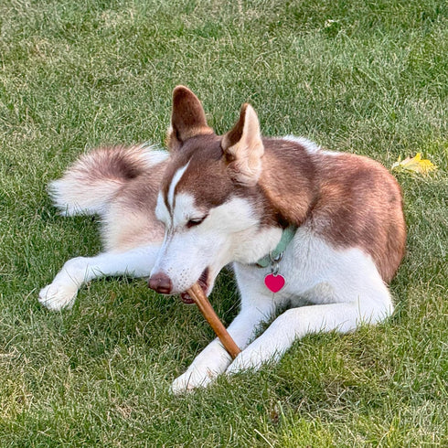 Fieldcrest Farms 6-Inch 2040 lbs, 6 Count Bully Crunchers Beef Hide Dog Chews, Single Ingredient Bully Stick