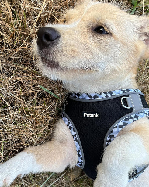 Petank Dog Harness for Small Medium Dogs No Pull, Puppy Harness and Leash Set, Easy Walk Dog Harness for Walking, Running, Training, Small Dog Harness, Medium Dog Harness (Black, XXS)