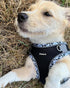 Petank Dog Harness for Small Medium Dogs No Pull, Puppy Harness and Leash Set, Easy Walk Dog Harness for Walking, Running, Training, Small Dog Harness, Medium Dog Harness (Black, XXS)