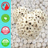 1214 Pk3 3-Pack, 2" Bonka Bird Toys All-Natural Sola Atta Balls, Diameter, Soft and Lightweight Chew and Foot Toys